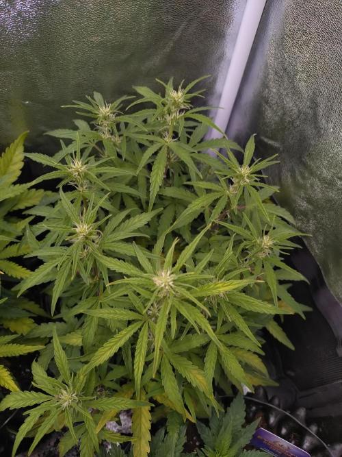 Thin Mint x Sour Pinot Auto Barneys Farm. Week 7