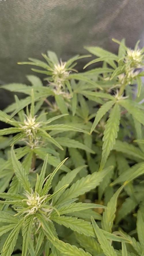 Thin Mint x Sour Pinot Auto Barneys Farm