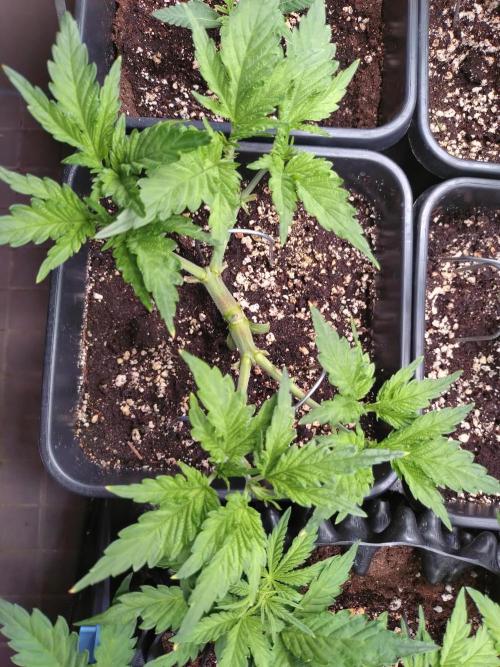 RF3 Auto Mixpack #1 Fastbuds. Week 5