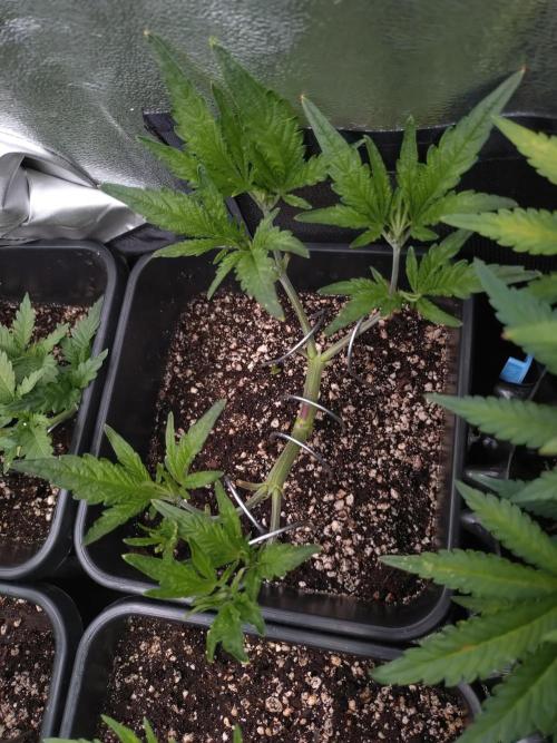 RF3 Auto Mixpack #1 Fastbuds. Week 5