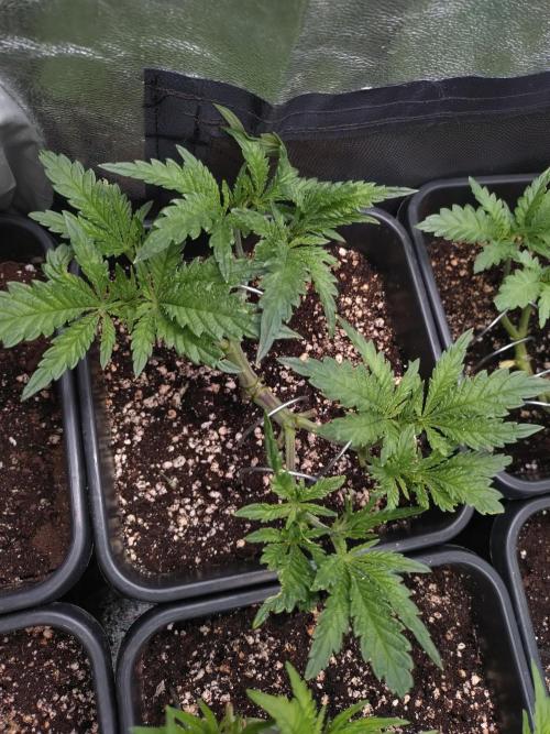 RF3 Auto Mixpack #1 Fastbuds. Week 5