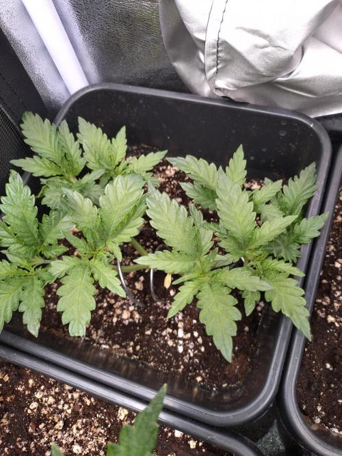 RF3 Auto Mixpack #1 Fastbuds. Week 5