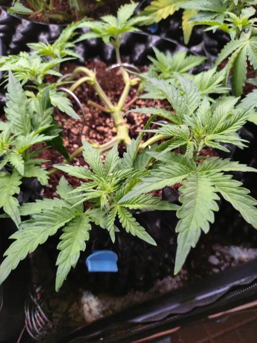 Z-Up Auto Fastbuds. Week 5