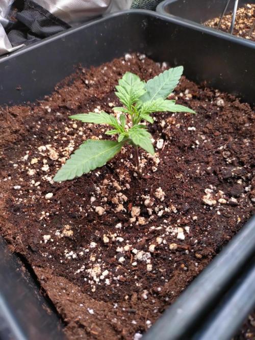 North Thunderfuck Auto RQS. Week 2