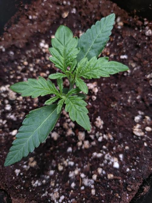 North Thunderfuck Auto RQS. Week 2