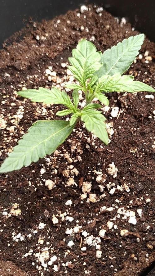 North Thunderfuck Auto RQS