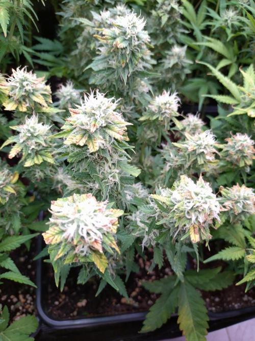 Grape Pop Rocks Auto Anesia Seeds. Week 9