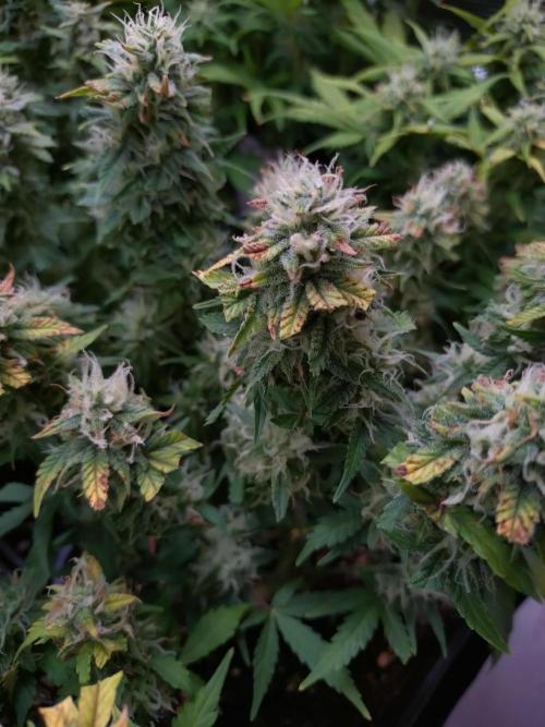 Grape Pop Rocks Auto Anesia Seeds. Week 9