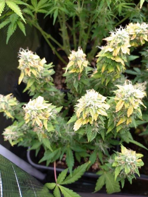 Grape Pop Rocks Auto Anesia Seeds. Week 9