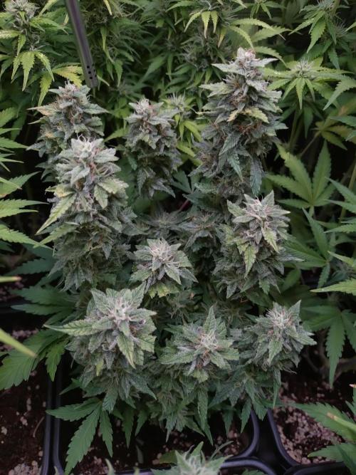 Hulkberry Auto RQS. Week 9