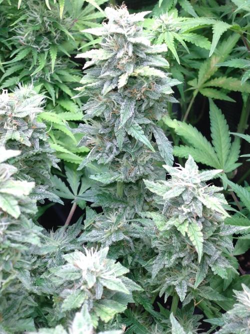 Hulkberry Auto RQS. Week 9