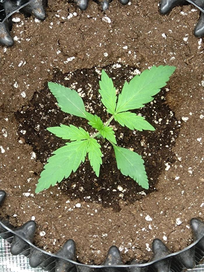 Permanent Marker Zamnesia. Week 2