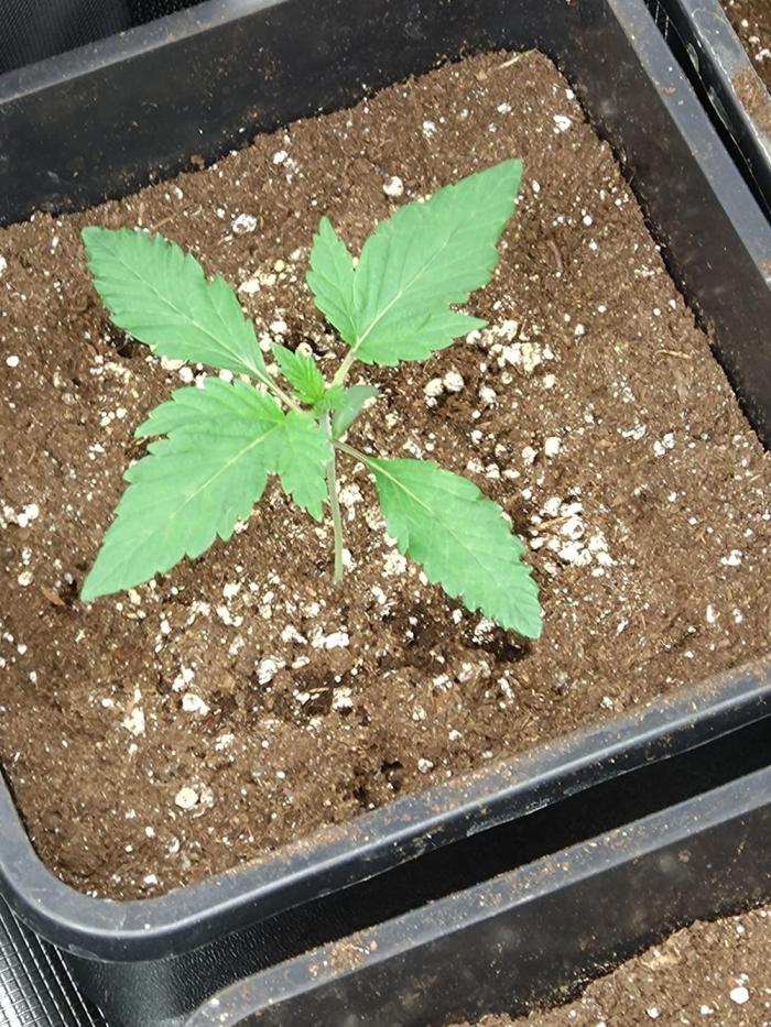 Gelato 44 Tyson 2.0 x RQS. Week 2