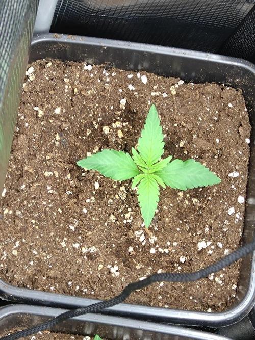 Orange Sherbet FF P#2 Fastbuds. Week 2