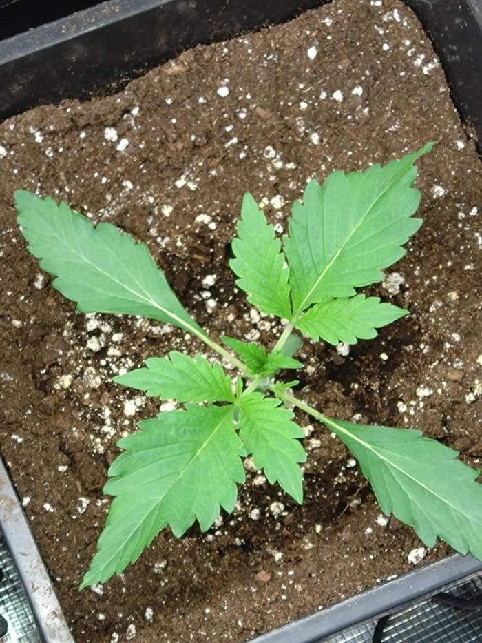 Orange Sherbet FF P#1 Fastbuds. Week 2