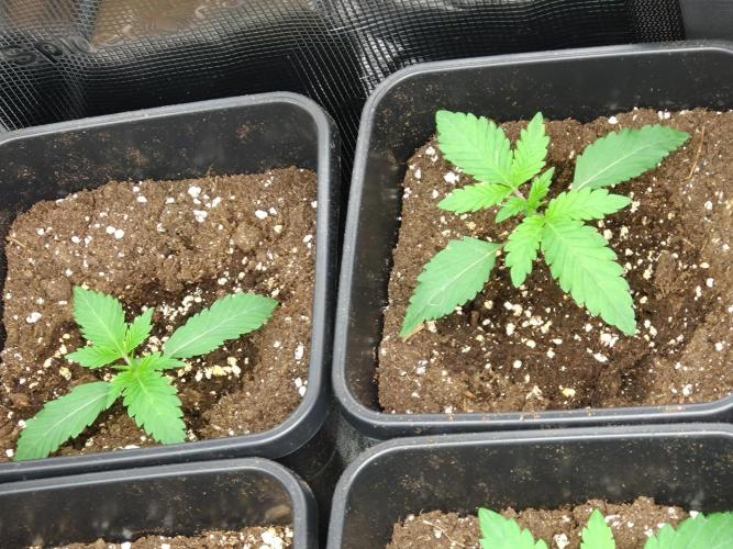 Lemon Cherry Gelato Barneys Farm. Week 2