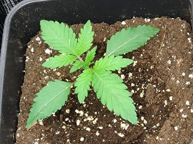 Lemon Cherry Gelato Barneys Farm. Week 2