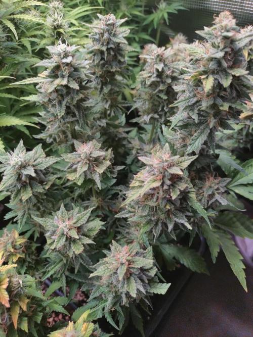 Hulkberry Auto RQS. Week 10