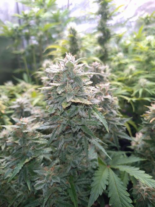 Hulkberry Auto RQS. Week 10