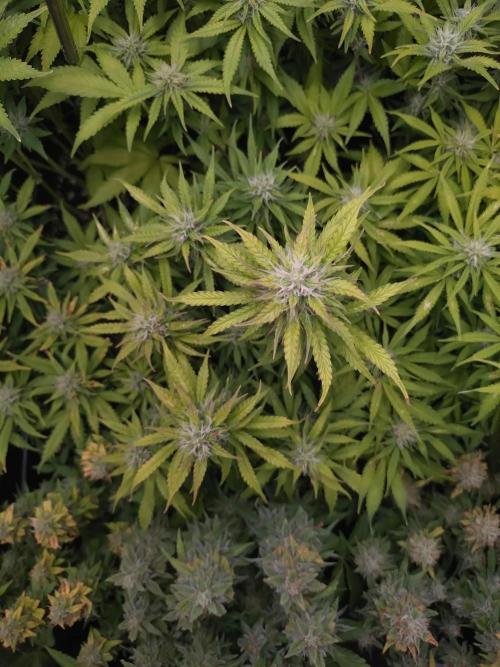 Hulkberry Auto RQS. Week 10