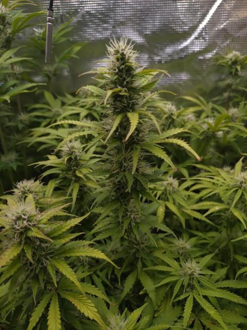 Hulkberry Auto RQS. Week 10