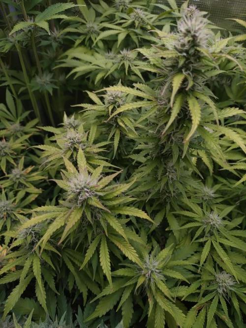 Hulkberry Auto RQS. Week 10