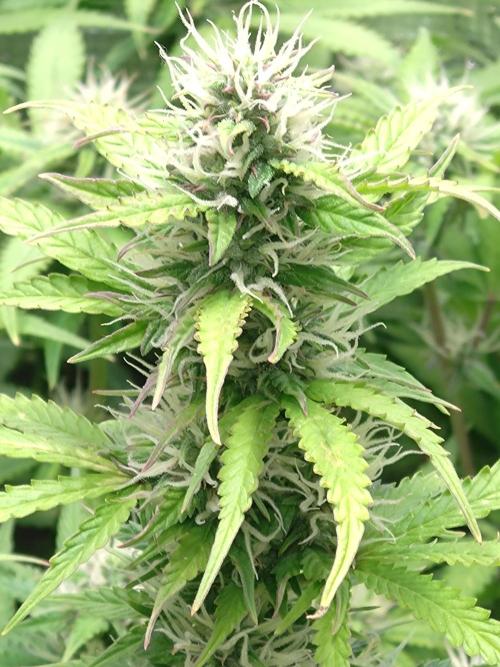 Hulkberry Auto RQS. Week 10