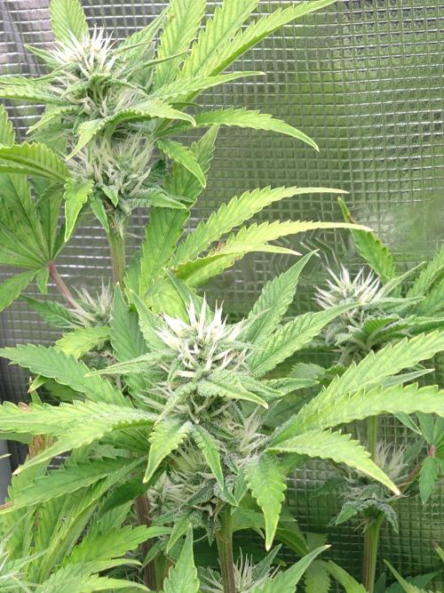 Purple Lemonade Auto RQS. Week 10