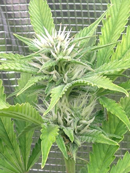 Purple Lemonade Auto RQS. Week 10