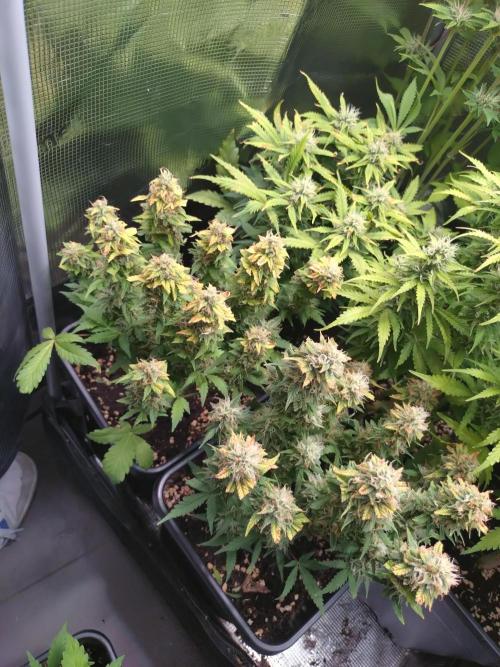 Grape Pop Rocks Auto Anesia Seeds. Week 10