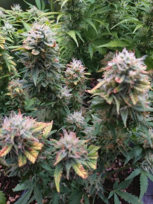 Grape Pop Rocks Auto Anesia Seeds. Week 10