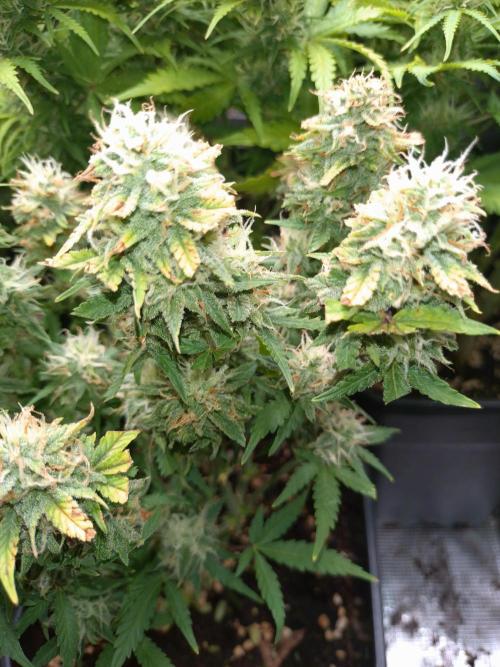 Grape Pop Rocks Auto Anesia Seeds. Week 10