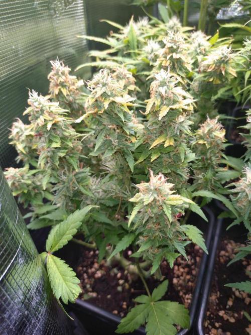 Grape Pop Rocks Auto Anesia Seeds. Week 10