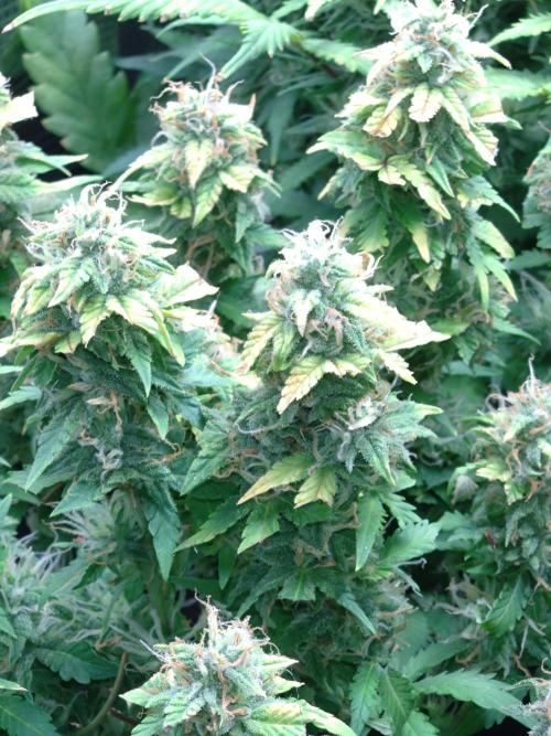 Grape Pop Rocks Auto Anesia Seeds. Week 10