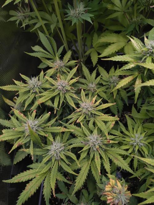 Grape Pop Rocks Auto Anesia Seeds. Week 10