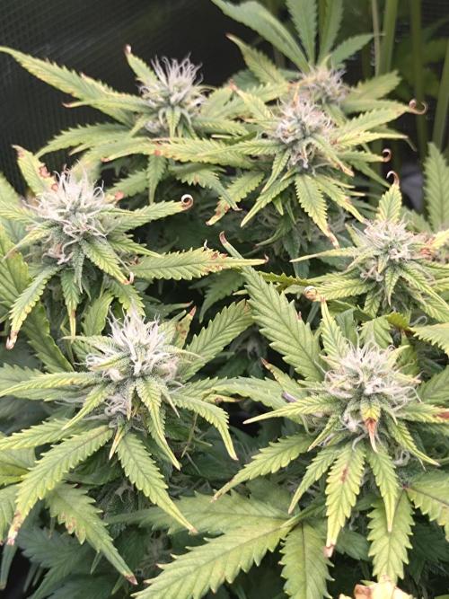 Grape Pop Rocks Auto Anesia Seeds. Week 10