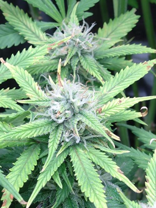 Grape Pop Rocks Auto Anesia Seeds. Week 10