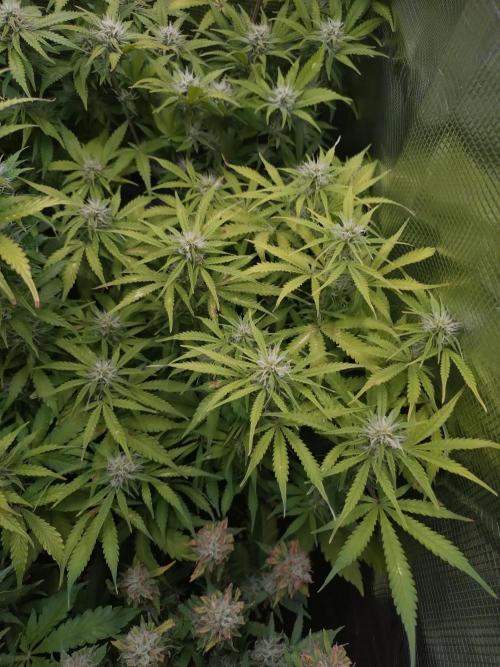 Strawberry Cheesecake Auto Barneys Farm. Week 10