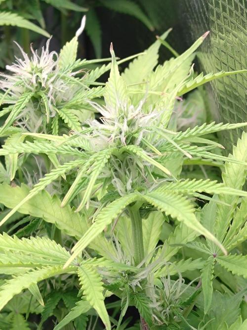 Strawberry Cheesecake Auto Barneys Farm. Week 10