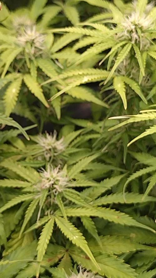 Strawberry Cheesecake Auto Barneys Farm