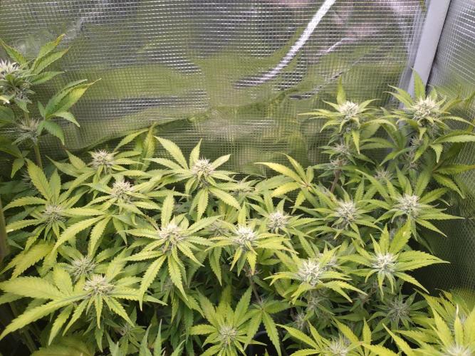 Cinderella Auto Fastbuds. Week 10