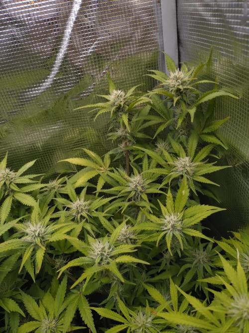 Cinderella Auto Fastbuds. Week 10