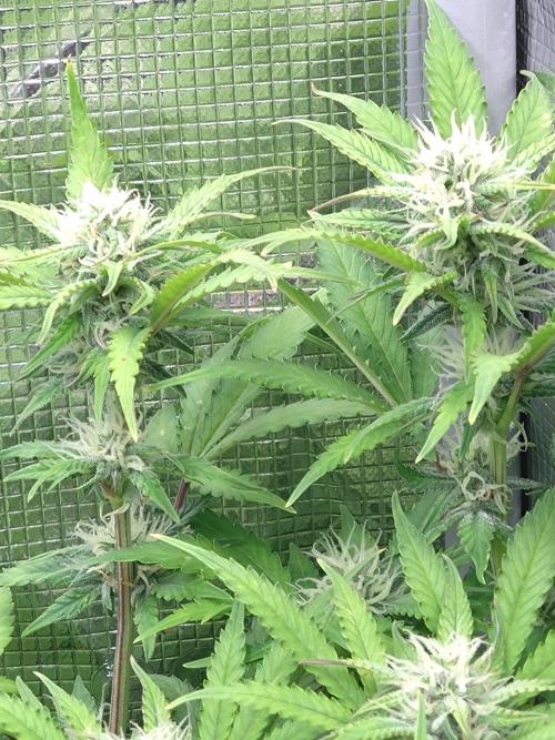 Cinderella Auto Fastbuds. Week 10