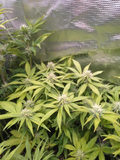 Cinderella Auto Fastbuds. Week 10