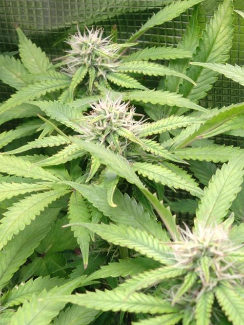 Cinderella Auto Fastbuds. Week 10