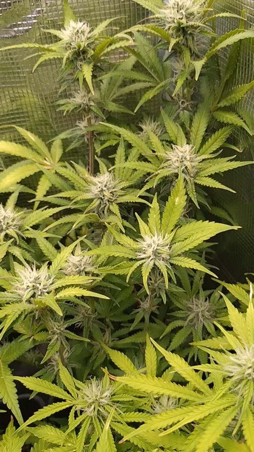 Cinderella Auto Fastbuds