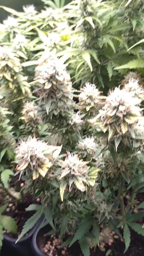Grape Pop Rocks Auto Anesia Seeds