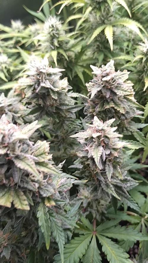 Hulkberry Auto RQS