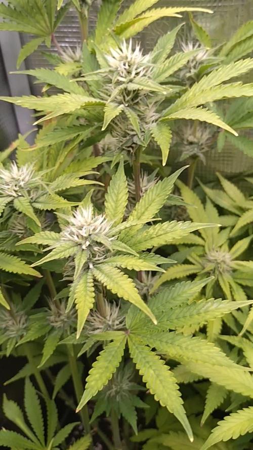 Purple Lemonade Auto RQS