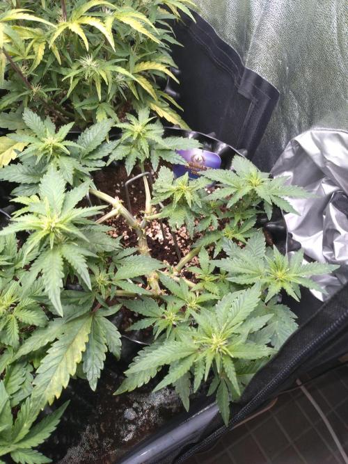 Sticky Broccoli Auto ZMA Eternity Cup'26. Week 8